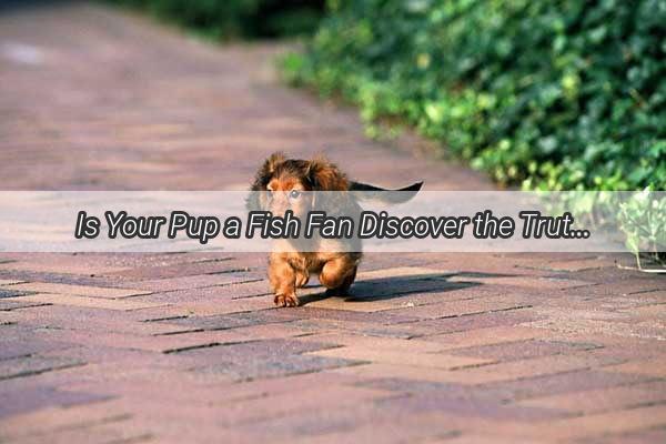 Is Your Pup a Fish Fan Discover the Truth About Feeding Your Dog Carp Meat Snacks